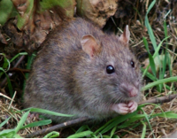 rat