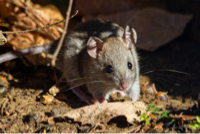souris