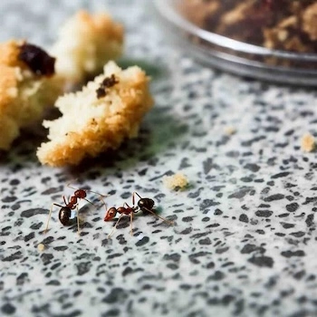 fourmis sur du pain