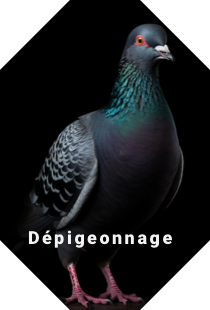 un pigeon